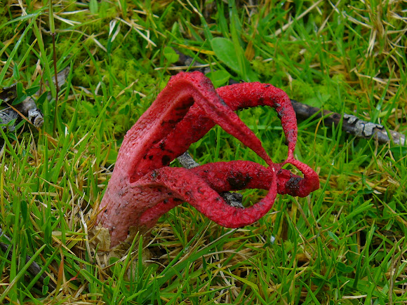 Spotting Image 1