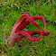 Octopus stinkhorn