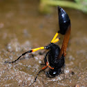 Mud Dauber Wasp