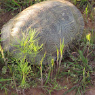 River Cooter