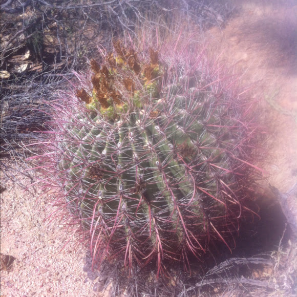Spotting Image 1