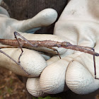 Stick insect