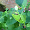 Spicebush Caterpillars