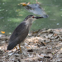 Black-crowned Night Heron