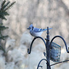 Blue Jay