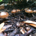 Fungus