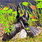 Anhinga