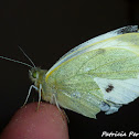 Cabbage Butterfly
