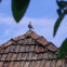 European Turtle Dove