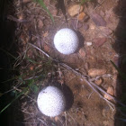 Gem-studded puffball