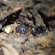 Pill Bug