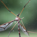 Crane Fly