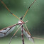 Crane Fly