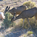 Mule Deer