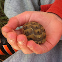 Terrestrial turtle