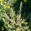 Field Peppergrass