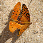 Gulf Fritillary