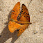 Gulf Fritillary