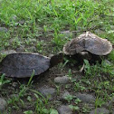 Asian Leaf Turtle