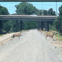 Blacktail Deer
