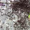 Sidewalk ant