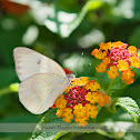 Great Southern White Butterfly