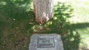 Bill Desmond Memorial Tree