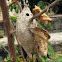 Unknown nest