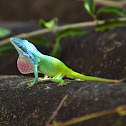 Allison`s Anole