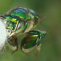 Orchid Bee