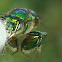 Orchid Bee