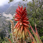 Krantz Aloe