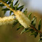 Wattle