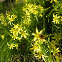 Yellow-Star-on-Bethlehem