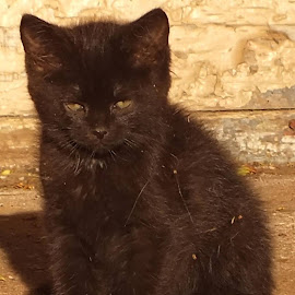 Little Black Kitten by ChrisTina Shaskus - Animals - Cats Kittens ( animals, sepia, cat, naturea, black kitten, little, grumpy, morning, dawn, mad, pets, brown, baby, feline, kitty, light, outside )