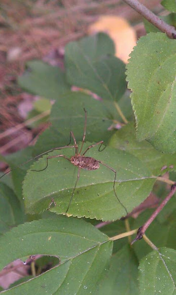 Spotting Image 1