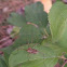Rilaena triangularis