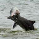 Atlantic Bottlenose Dolphin