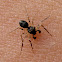 Crab Spider