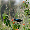 purple sunbird