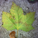 English Sycamore