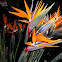 Strelitzia