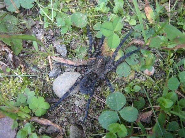Wolf Spider