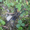 Wolf Spider