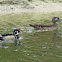 Wood Duck + Video