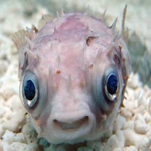 生きろ！マンボー兄さん！.apk 1.0