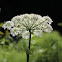 Cow-Parsnip