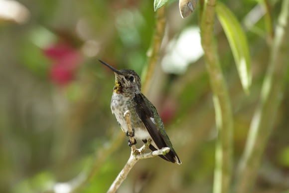 Spotting Image 1