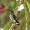 Hummingbird