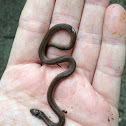 Northern brown snake